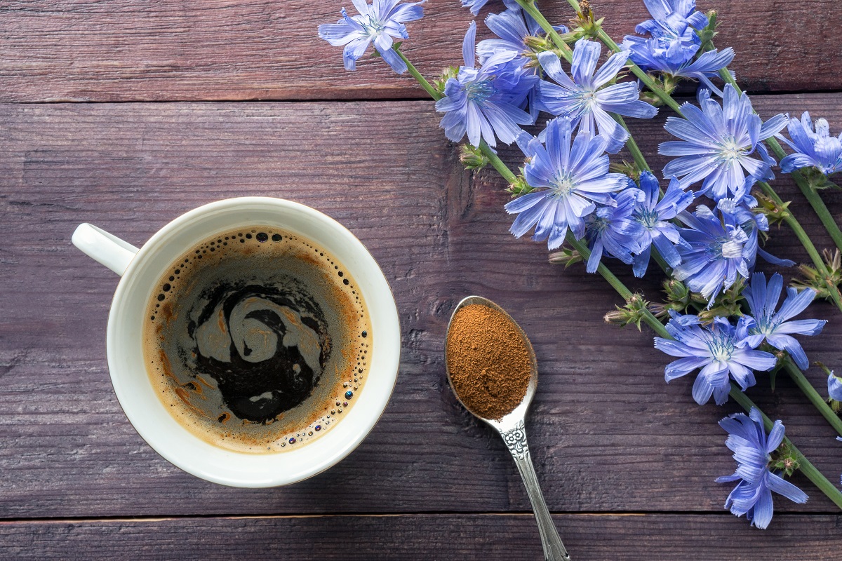 Dlaczego warto pić kawę z cykorii? Cykoria i jej właściwości lecznicze.
