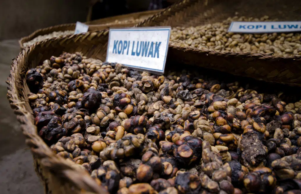 AdobeStock 44426923 Kopi Luwak - luksusowa kawa