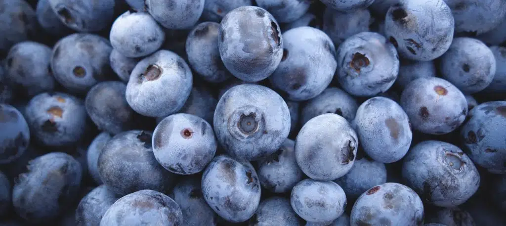 blueberries 3016758 1920