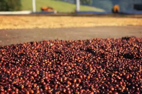 Metoda obróbki Honey: Tajemnica wyjątkowego smaku kawy z Kolumbii
